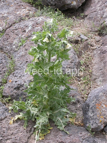 henbane, black